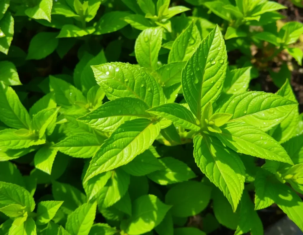 bactericidas para plantas