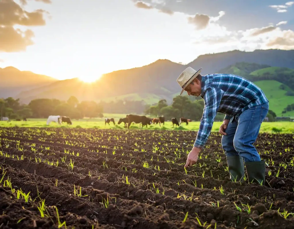 semillas para el pasto