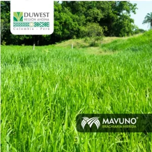 Brachiaria Decumbens