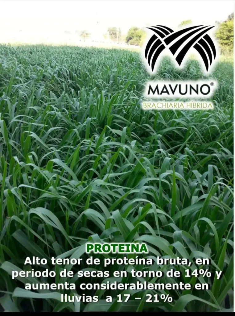 como sembrar pasto brachiaria