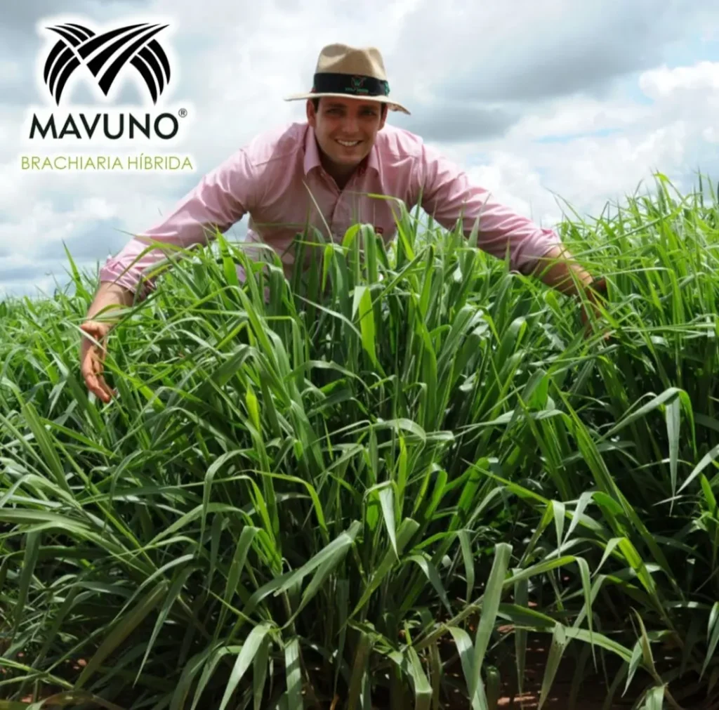 cual es la mejor semilla de pasto para jardín