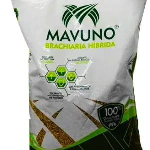 Semillas de Pasto para Ganado