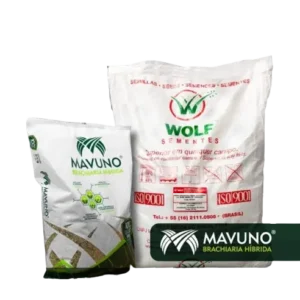 Semilla de pasto brachiaria Mavuno