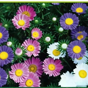 Semillas de Aster