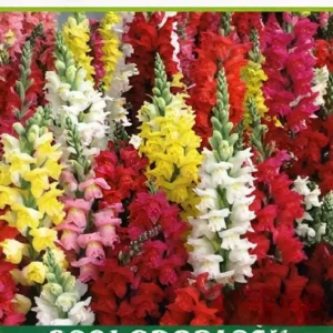 Semillas de Boca de Dragón