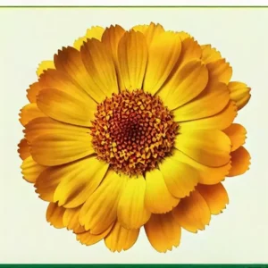 Semillas de Caléndula