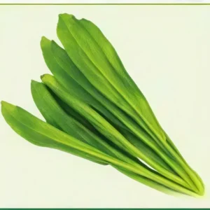 Semillas de Cilantro Criollo