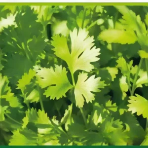 Semillas de Cilantro Patrimorado