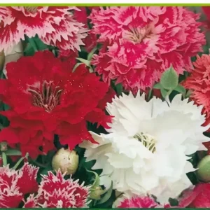 Semillas de Clavel Chino