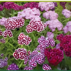 Semillas de Clavel de Poeta