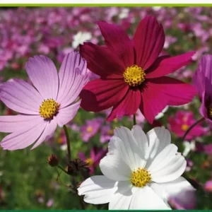 Semillas de cosmos (Cosmos bipinnatus)