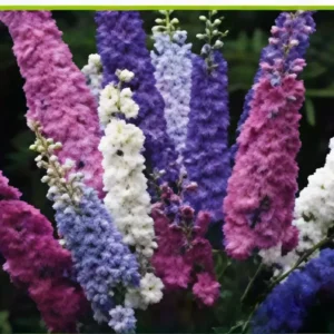 Semillas de Espuela de Caballero