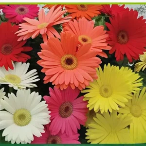 Semillas de Gerbera