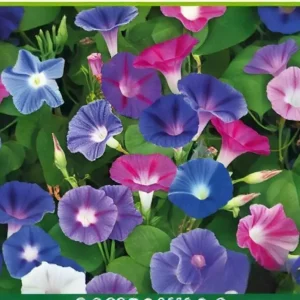 Semillas de Girasolilla