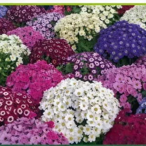 Semillas de Guisarata