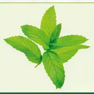 Semillas de Hierbabuena