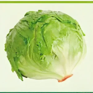 Semillas de Lechuga Bíbita