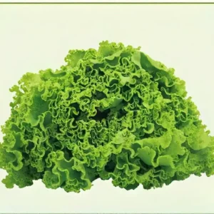 Semillas de Lechuga Crespa