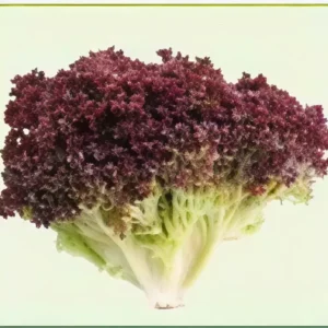 Semillas de Lechuga Roja
