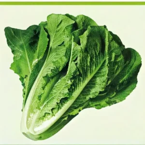 Semillas de Lechuga Romana