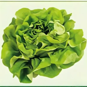 Semillas de Lechuga Sweet Boston