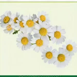 Semillas de Manzanilla