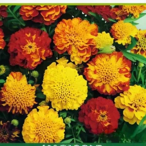 Semillas de Marigol