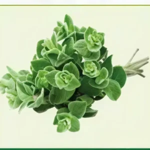 Semillas de Mejorana