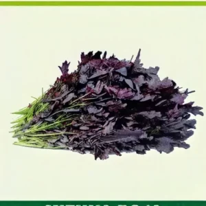 Semillas de Menta Negra