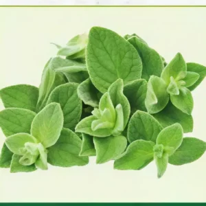 Semillas de Orégano