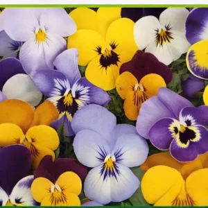 Semillas de Pensamiento