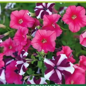 Semillas de Petunia