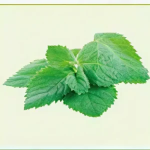 Semillas de Toronjil