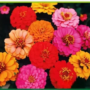 Semillas de Zinia