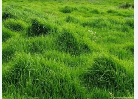 semilla de pasto kikuyo