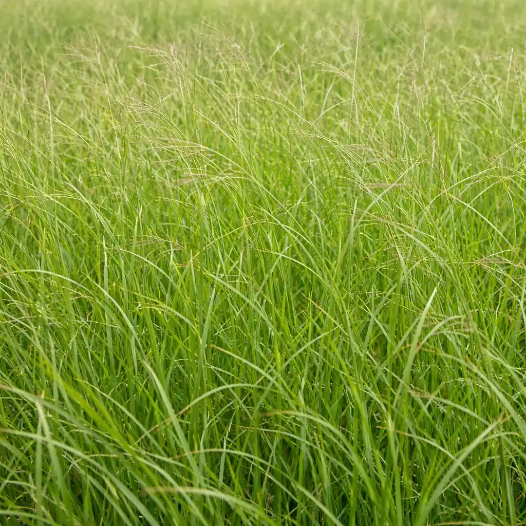 semillas de pasto angleton