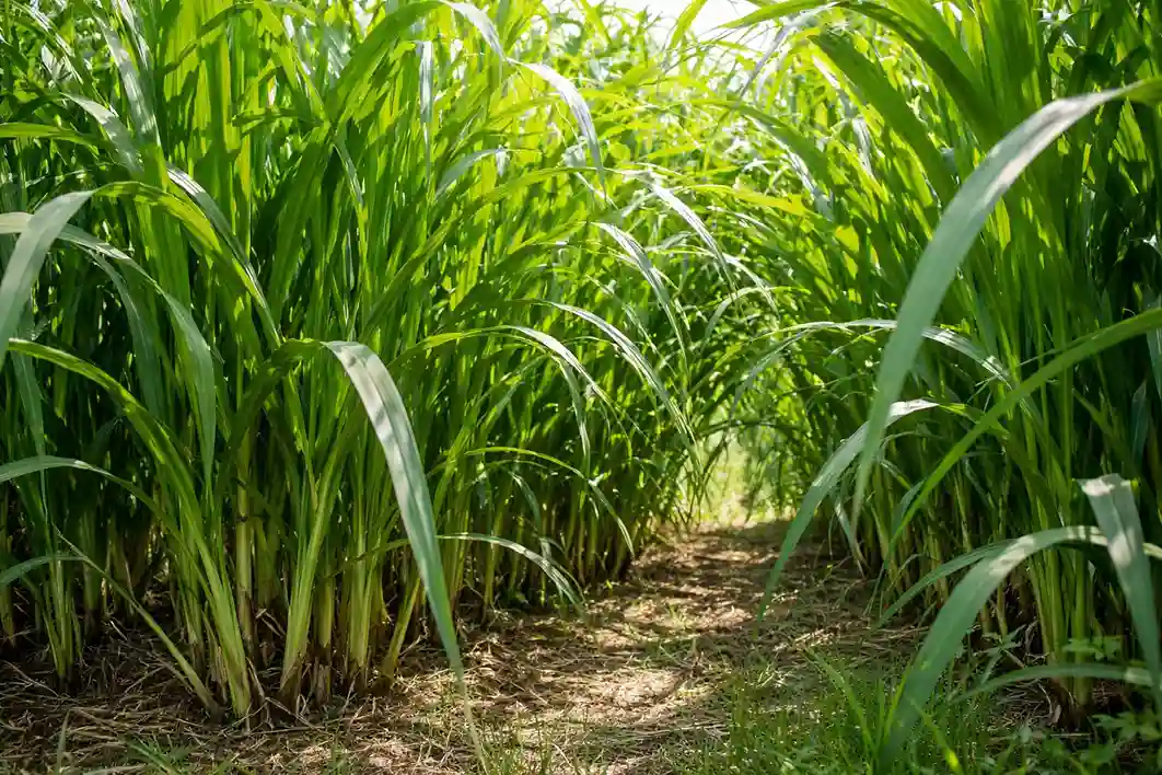 semilla de pasto elefante
