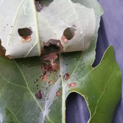 10. Gusano telarañero 3