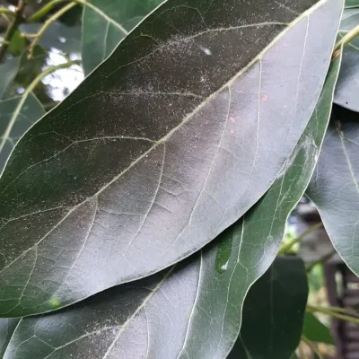 11. gusano telarañero