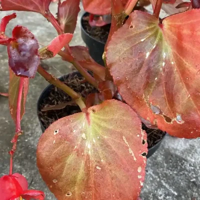 14. Salvia roja dañada 2 (1)