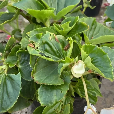 3. Begonia 5.000 dañada 2