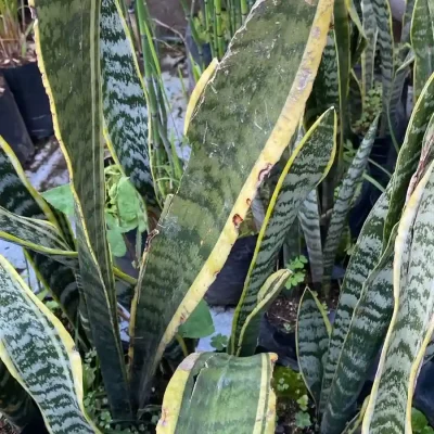 4. Lengua suegra dañada (1)